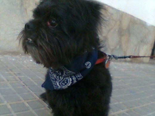 Mi perrro es un maltes bichon negro en esta foto esta pelado y es monisiiimoo